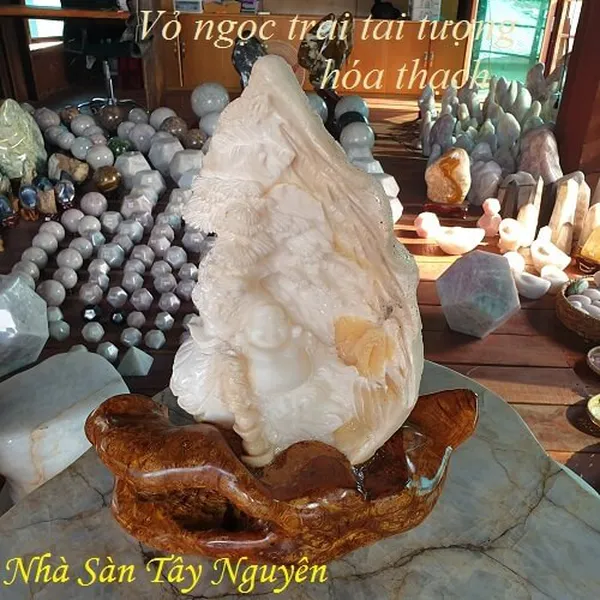 Vỏ ngọc trai tai tượng Hóa Thạch báu vật Đại Dương