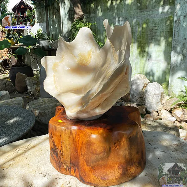  Vỏ sò tai tượng đánh bóng tuyệt đẹp