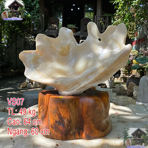  Vỏ sò tai tượng đánh bóng tuyệt đẹp
