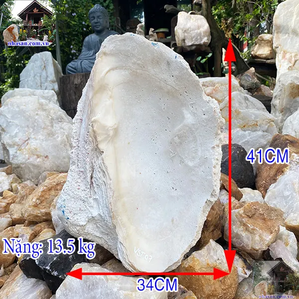 Vỏ sò tai tượng thô 13.5kg (41x34 cm) 