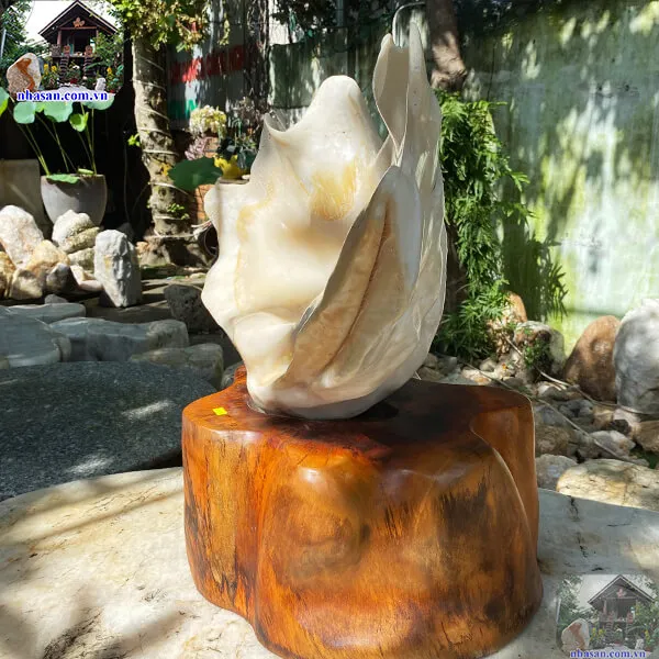  Vỏ sò tai tượng đánh bóng tuyệt đẹp