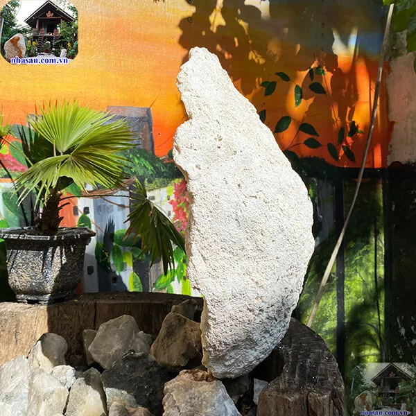 Vỏ sò tai tượng thô 13.5kg (41x34 cm) 