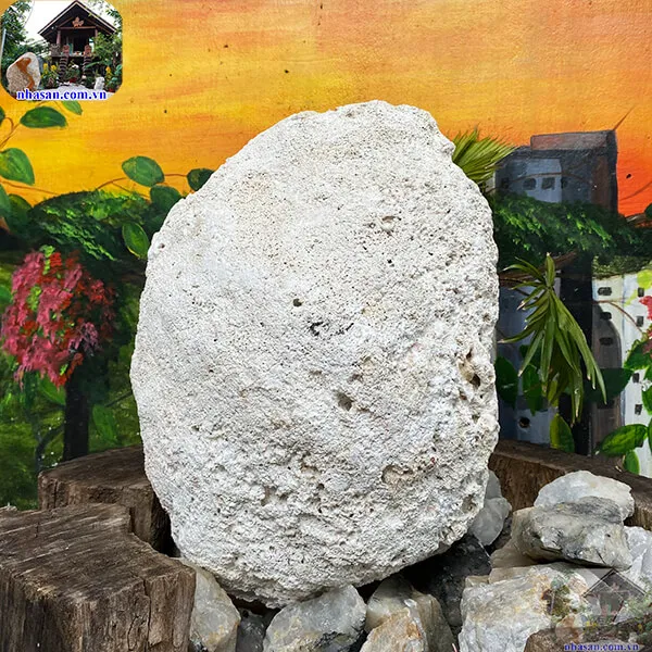 Vỏ sò tai tượng thô 13.5kg (41x34 cm) 