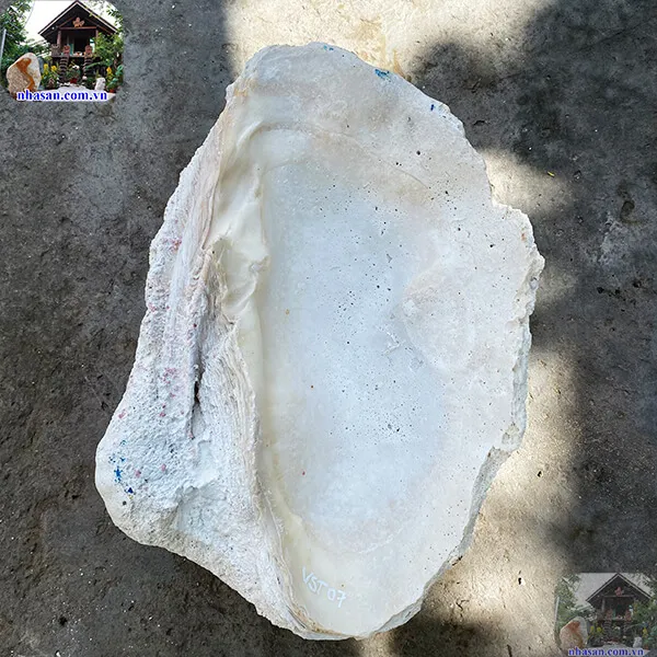 Vỏ sò tai tượng thô 13.5kg (41x34 cm) 