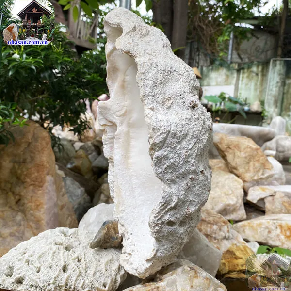 Vỏ sò tai tượng hóa ngọc 9.8kg (34x26 cm) món quà quý giá từ biển cả