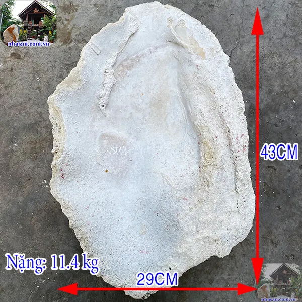 Vỏ trai tai tượng hóa thạch 11.4kg (43x29 cm) món quà từ đại dương