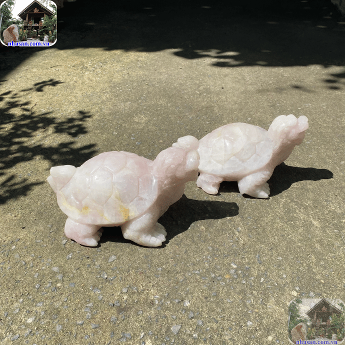 Rùa phong thủy cũng cần được thanh lọc để tăng cường hiệu quả Rùa phong thủy cũng cần được thanh lọc để tăng cường hiệu quả