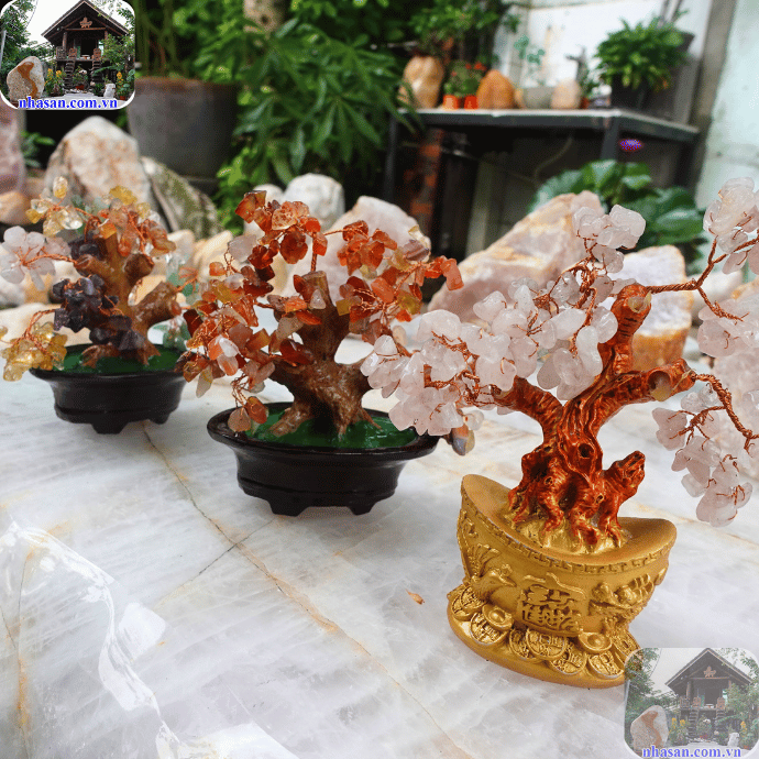 Cây tài lộc phong thủy cho tuổi Nhâm Tuất 1982 Cây tài lộc phong thủy cho tuổi Nhâm Tuất 1982