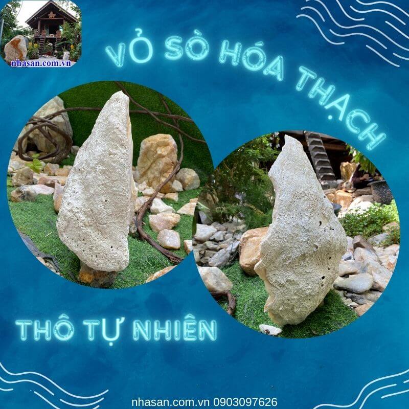 Vỏ sò hóa thạch là một vật thể tự nhiên tuyệt đẹp và độc đáo Vỏ sò hóa thạch là một vật thể tự nhiên tuyệt đẹp và độc đáo