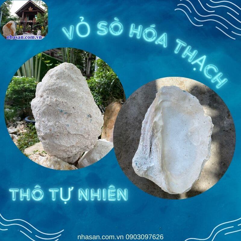 Vỏ sò tai tượng thô là loại vỏ sò tai tượng chưa qua xử lý Vỏ sò tai tượng thô là loại vỏ sò tai tượng chưa qua xử lý