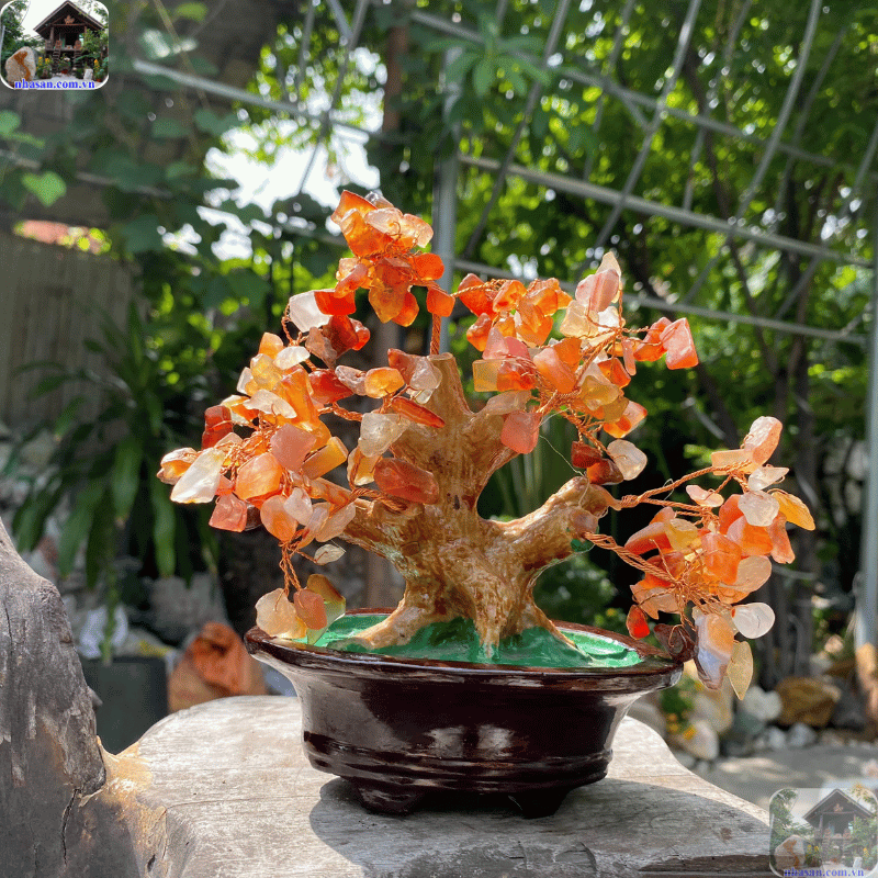 Phơi cây dưới ánh nắng mặt trời buổi sớm (khoảng 15-30 phút) hoặc dưới ánh trăng rằm Phơi cây dưới ánh nắng mặt trời buổi sớm (khoảng 15-30 phút) hoặc dưới ánh trăng rằm