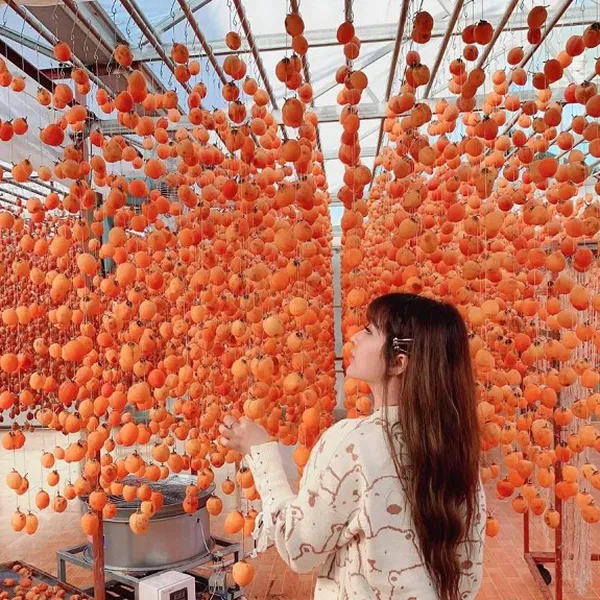 Tour Đà Lạt 3 Ngày 3 Đêm Giá Rẻ 1.390.000đ