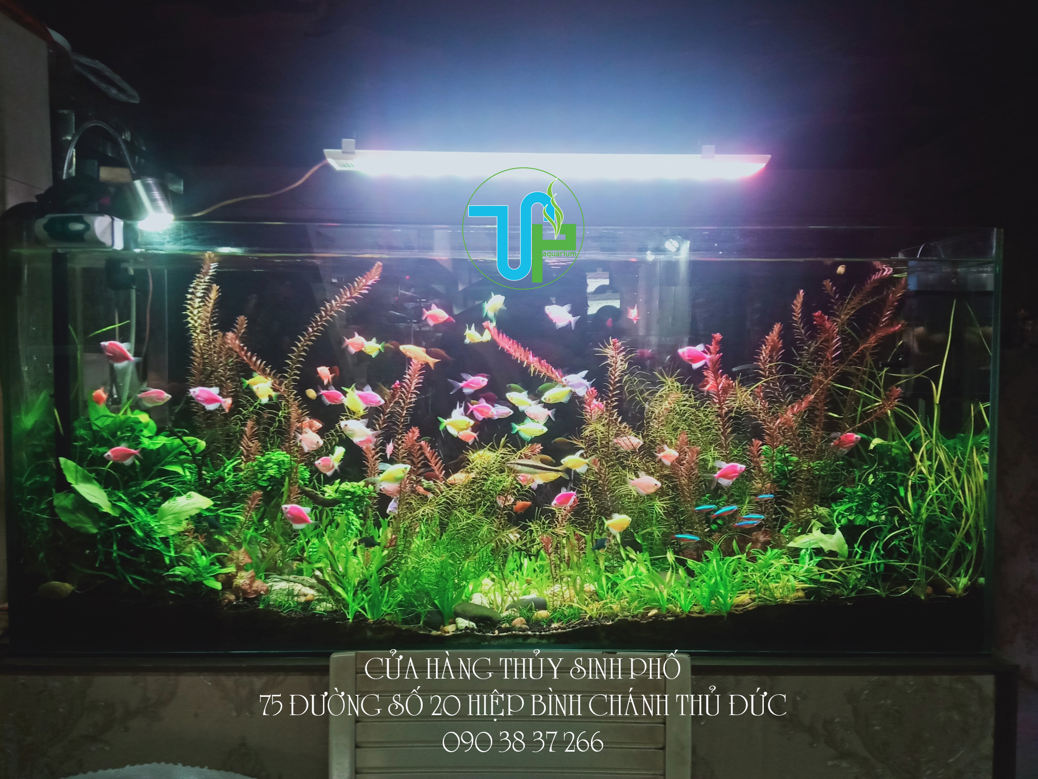 Hướng dẫn setup hồ thủy sinh cho người mới