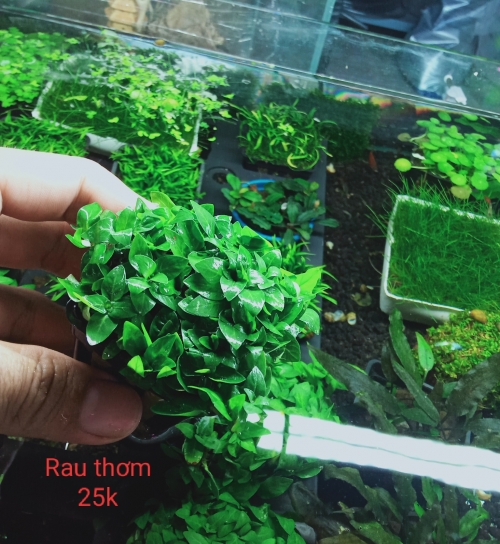Rau Thơm
