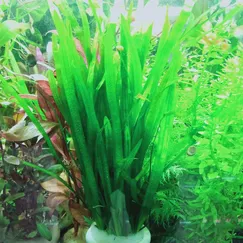 Hẹ thẳng thủy sinh