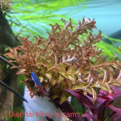 Diệp tài hồng lá cam