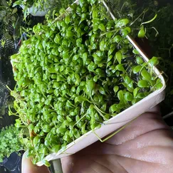 Trân châu nhật