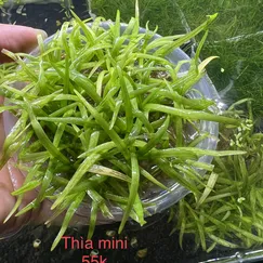 Cỏ thìa thủy sinh mini