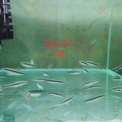 Bút Chì