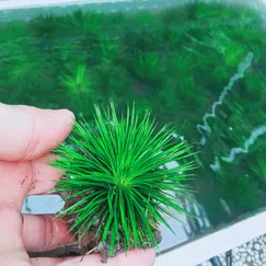 Cỏ Dùi Trống