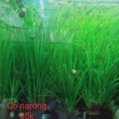 Cỏ ranong /narong