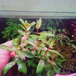 Hoàng Hồng Thảo