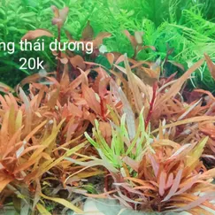 Hoàng Thái Dương