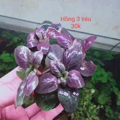 Hồng ba tiêu