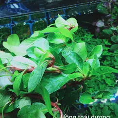 Hồng Thái Dương