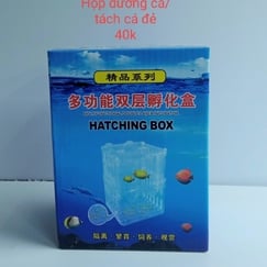 Hộp Dưỡng Cá - Tách Cá Đẻ