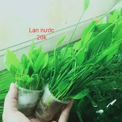 Lan nước thủy sinh