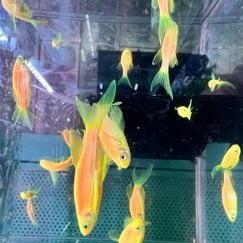 Sọc Ngựa Cánh Tiên Cam