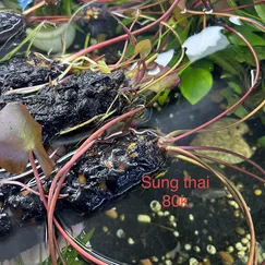 Củ súng thái đỏ