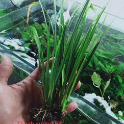 Thạch xương bồ