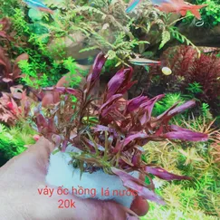 Rotala Hồng/ vảy ốc hồng