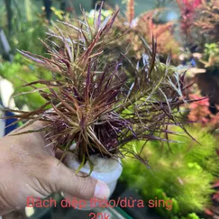 Dừa sing thuỷ sinh/ bách diệp thảo