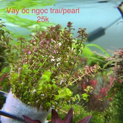 Vảy Ốc Pearl / vảy ốc ngọc trai