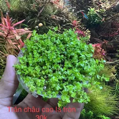Trân châu cao lá tròn