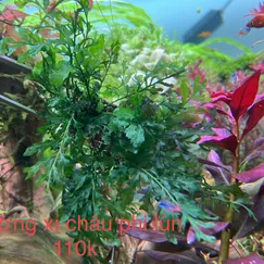 Dương xỉ châu  phi lùn