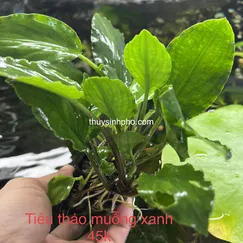 Tiêu thảo muỗng xanh