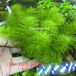 Rong chồn xanh giá thể