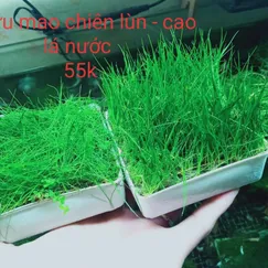 Ngưu mao chiên cao