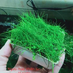 Ngưu mao chiên lùn xòe lá nước
