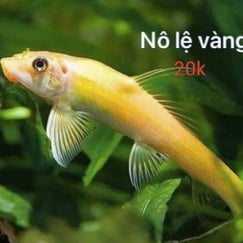 Nô Lệ Vàng