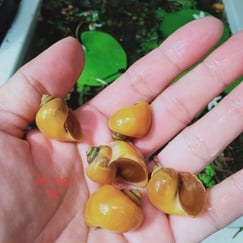 Ốc Táo
