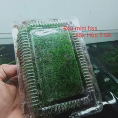 Rêu mini fiss