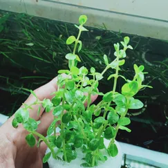 Rotala Hà Cối