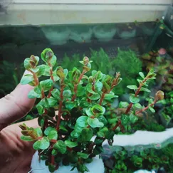 Rotala H'ra