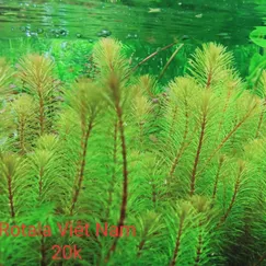 Rotala Việt Nam