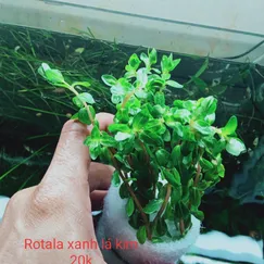 Rotala Xanh Kim